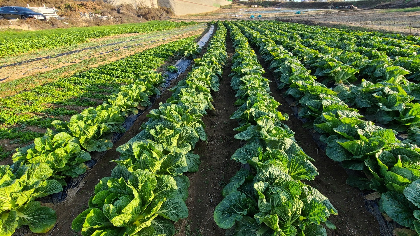 2000769928_a7U8Oo1J_75972c144678fa6fe744b15a105a115b1a1303f4.jpg 이미지크게보기